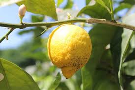 Both of these lemon trees have become more popular over the years and do very well in the houston area. Lemon Lemon Tree Tree Yellow Sour Fruit Citrus Mediterranean Ripe Harvest Pikist