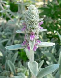 Image result for Stachys didymantha