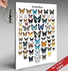 Details About Butterflies Chart Poster 30x21cm Butterfly Print Gift Home Wall Decor