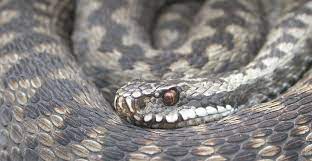 This post will answer that question, and also look at some interesting facts about spiders. Should We Be Scared Of British Snakes Natural History Museum