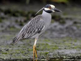 Bird With Yellow Beak And Black And White Feathers Yellow Crowned Night Heron Ebird Heron Photo Heron I Like Birds