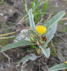 Image result for Melhania virescens