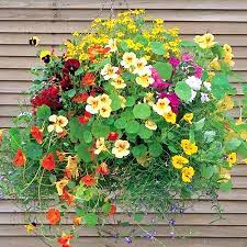 mix colourfull flowers nice hanging flower baskets seeds nasturtium tree with red