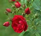 Winter Hardy Roses