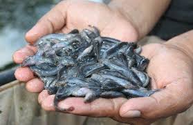 Di suatu petang yang indah lagikan damai.sekumpulan kolam ternak ikan keli. Anak Ikan Lambat Kolam Kanvas Ternakan Ikan Keli Facebook