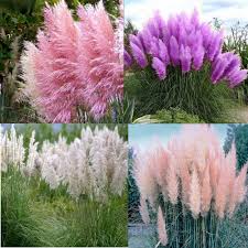 Hide The Gas Tank Bloom Late Summer And Fall Pink Pampas Grass Grasses Landscaping Ornamental Grasses