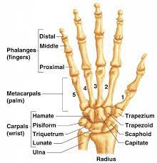 Carpal Wrist Bones In Detail Hamate Pisiform Triquetrum Lunate Capitate Scaphoid Trapezoid Trapezium Anatomy Bones Human Anatomy And Physiology Medical Anatomy