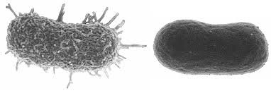 Image result for Striga baumannii