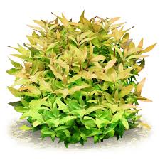 Image result for Ammannia auriculata