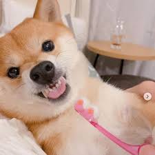 飼い主 歯磨きしようね 豆柴 イヤだーっ とムキ顔 壮絶な歯磨きバトルの行方は いぬのきもちweb magazine 犬 顔 柴 バトル