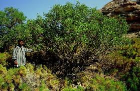 Image result for Eureiandra sp. A