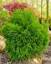 Image result for Cryptomeria