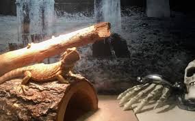 If someone is experiencing failures in bulbs (the industry term is lamps) its most likely due to the driver (the electronics that power the led). Why Does My Bearded Dragon S Light Keep Burning Out Reptile Jam