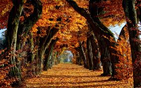 1152x864 pretty fall desktop backgrounds hd wallpapers. Fall Autumn Wallpapers Wallpaper Cave