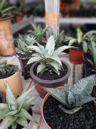 Image result for Helinus spartioides