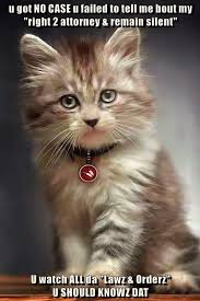 No Case Kittens Cutest Cute Animals Cats