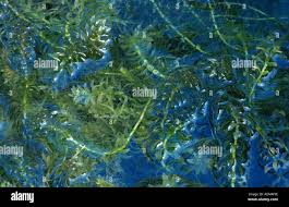 Image result for Lagarosiphon muscoides