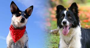 Blue Heeler Border Collie Mix A Loyal And Energetic Companion The cheapest offer starts at $ 100. blue heeler border collie mix a loyal