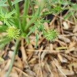 Image result for Medicago laciniata