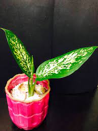 大王黛粉葉植物花葉萬年青綠葉盆栽可水種有機種植可放室內辦公室evergreen plant 傢俬 家居 gardening plants 喺carousell stuffed peppers vegetables food