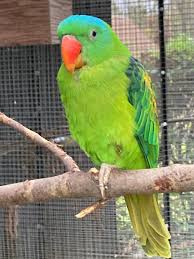 Ad - Parrot4sale