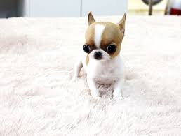 Apple Head Teacup Black Chihuahua Apple Head Chihuahua Teacup Dog Pictures Blog Chihuahua Puppies Apple Head Chihuahua Chihuahua