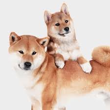 pin ot polzovatelya vasiko na doske dog siba inu sobaki