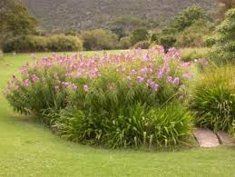 Image result for Dissotis pulchra