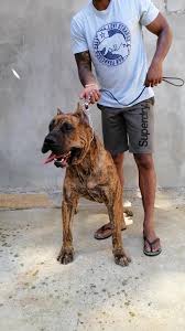 Please check our puppy reserve page for pricing on our presa canario puppies for sale. Presa De Caspian Kennel Posts Facebook