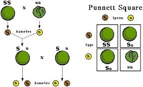 Genetic Crosses Lessons Tes Teach