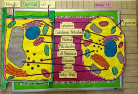 Plant cell board game ideas. 20 Of The Best Science Bulletin Boards And Classroom Decor Ideas