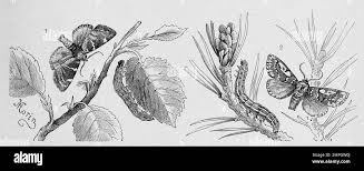 Image result for Cosmia diffinis