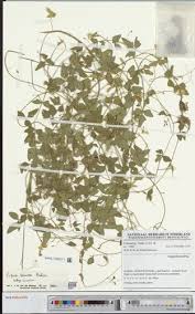 Image result for Vigna comosa