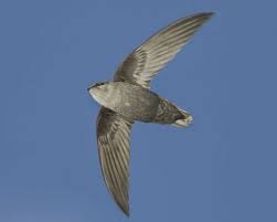 Chimney Swift Backyard Birds Sanctuary Backyard Birds Swift