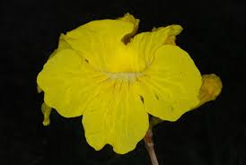 Image result for Handroanthus chrysotrichus