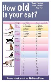 age chart for cats cat ages cat age chart cat years