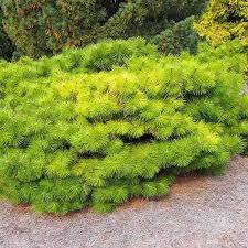 Pinus Densiflora Jane Kluis Pin Rouge Pin Parasol Du Japon Conifere Nain Au Port Tres Etale Aux Bourgeons Lumineux Arbre Ornemental Arbuste Idees Jardin