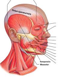 آناتومی سر و گردن | کافه پزشکی | هر آنچه که در علم طب به آن نیاز دارید