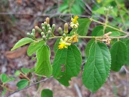 Image result for Grewia decemovulata