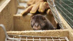 Millionen nerze mussten in dänemark getötet werden, nachdem anfang november auf einigen zuchtfarmen im norden jütlands eine mutierte und auf den menschen übertragbare form von. Danische Nerzzuchter Das Ist Das Aus Fur Die Gesamte Branche