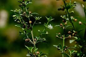 Image result for Scoparia