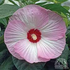 Plant Profile For Hibiscus Moscheutos Luna Pink Swirl Dwarf Hardy Hibiscus Perennial