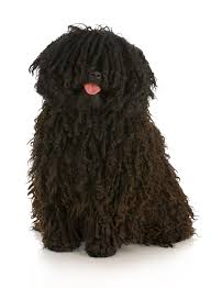 15 latin american dog breeds. 14 Curly Haired Dogs Poodle Portuguese Water Dog Puli More