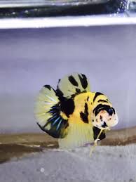 Pin By Manasan On Beautiful Betta Fish Betta Fish Siamese Fighting Fish Betta