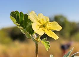 Image result for Zygophyllaceae