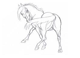 Horse Chasing Tail Animation By Pookyns Horse Sketch Horse Animation Animal Art