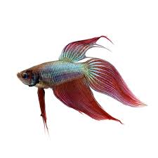 This is just a cheesy lil video to show you some clips of her full red veiltail betta male blue veiltail betta female sound: Male Veiltail Bettas For Sale Order Online Petco