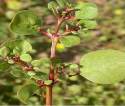 Image result for Trianthema