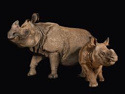 Construir El Arca Endangered Animals Animals Rhinoceros