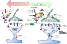 Frontiers Cortical Gabaergic Dysfunction In Stress And Depression New Insights For Therapeutic Interventions Cellular Neuroscience